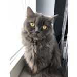 Zdjęcia użytkowników Apple iPhone 8 Plus