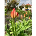 Zdjęcia użytkowników Apple iPhone SE 2022