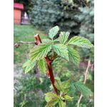 Zdjęcia użytkowników Apple iPhone SE 2022