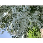 Zdjęcia użytkowników Apple iPhone X