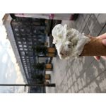 Zdjęcia użytkowników Apple iPhone X