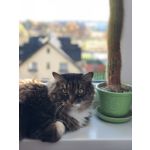 Zdjęcia użytkowników Apple iPhone X