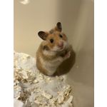 Zdjęcia użytkowników Apple iPhone 16