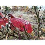 ZDJĘCIA Z TEGO TELEFONU