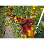 Zdjęcia użytkowników Archos Diamond Alpha Zdjęcia użytkowników Archos Diamond Alpha