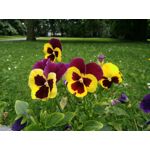 Zdjęcia użytkowników Archos Diamond Alpha Zdjęcia użytkowników Archos Diamond Alpha