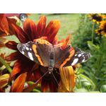 Zdjęcia użytkowników Archos Diamond Alpha Zdjęcia użytkowników Archos Diamond Alpha