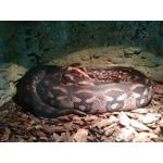 Zdjęcia użytkowników Archos Diamond Alpha Zdjęcia użytkowników Archos Diamond Alpha