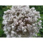 Zdjęcia użytkowników Archos Diamond Alpha Zdjęcia użytkowników Archos Diamond Alpha