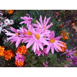 Zdjęcia użytkowników Archos Sense 50X