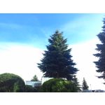 Zdjęcia użytkowników Asus Fonepad 7 ME372CL