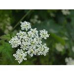 Zdjęcia użytkowników Asus ZenFone 10 Zdjęcia użytkowników Asus ZenFone 10