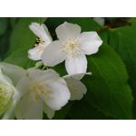 Zdjęcia użytkowników Asus ZenFone 10 Zdjęcia użytkowników Asus ZenFone 10