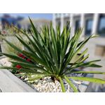 Zdjęcia użytkowników Asus ZenFone 10 Zdjęcia użytkowników Asus ZenFone 10