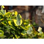 Zdjęcia użytkowników Asus ZenFone 10 Zdjęcia użytkowników Asus ZenFone 10