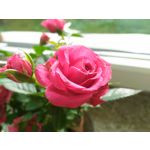 Zdjęcia użytkowników Asus ZenFone 2 Laser 5.0 Zdjęcia użytkowników Asus ZenFone 2 Laser 5.0