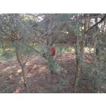 Zdjęcia użytkowników Asus ZenFone 2 Laser 5.0 Zdjęcia użytkowników Asus ZenFone 2 Laser 5.0