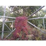 Zdjęcia użytkowników Asus ZenFone 2 Laser 5.0 Zdjęcia użytkowników Asus ZenFone 2 Laser 5.0