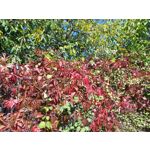 Zdjęcia użytkowników Asus ZenFone 2 Laser 5.0 Zdjęcia użytkowników Asus ZenFone 2 Laser 5.0