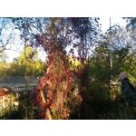 Zdjęcia użytkowników Asus ZenFone 2 Laser 5.0 Zdjęcia użytkowników Asus ZenFone 2 Laser 5.0