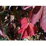 Zdjęcia użytkowników Asus ZenFone 2 Laser 5.0 Zdjęcia użytkowników Asus ZenFone 2 Laser 5.0