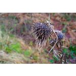 ZDJĘCIA Z TEGO TELEFONU