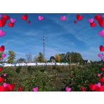 Zdjęcia użytkowników Asus ZenFone 2 Laser 5.0 Zdjęcia użytkowników Asus ZenFone 2 Laser 5.0