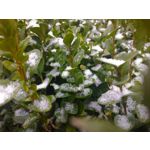 ZDJĘCIA Z TEGO TELEFONU