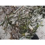 ZDJĘCIA Z TEGO TELEFONU