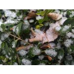 Zdjęcia użytkowników Asus ZenFone 2 ZE551ML