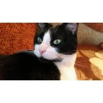 Zdjęcia użytkowników Asus ZenFone 3 Deluxe ZS570KL