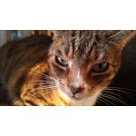 Zdjęcia użytkowników Asus ZenFone 3 Deluxe ZS570KL