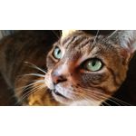 Zdjęcia użytkowników Asus ZenFone 3 Deluxe ZS570KL