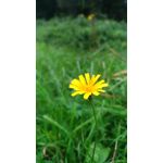 Zdjęcia użytkowników Asus ZenFone 3 ZE520KL