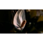 Zdjęcia użytkowników Asus ZenFone 4 A450CG Zdjęcia użytkowników Asus ZenFone 4 A450CG