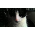 Zdjęcia użytkowników Asus ZenFone 4 A450CG Zdjęcia użytkowników Asus ZenFone 4 A450CG