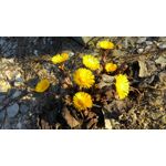 Zdjęcia użytkowników Asus ZenFone 4 A450CG Zdjęcia użytkowników Asus ZenFone 4 A450CG