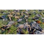 Zdjęcia użytkowników Asus ZenFone 4 Pro Zdjęcia użytkowników Asus ZenFone 4 Pro