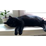 Zdjęcia użytkowników Asus ZenFone 4 Pro Zdjęcia użytkowników Asus ZenFone 4 Pro