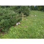 Zdjęcia użytkowników Asus ZenFone 4 ZE554KL