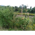 Zdjęcia użytkowników Asus ZenFone 4 ZE554KL