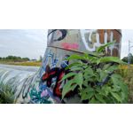 Zdjęcia użytkowników Asus ZenFone 4 ZE554KL