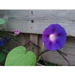 Zdjęcia użytkowników Asus ZenFone 4 ZE554KL