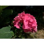 Zdjęcia użytkowników Asus ZenFone 5