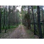 Zdjęcia użytkowników Asus ZenFone 5