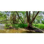 Zdjęcia użytkowników Asus ZenFone 5