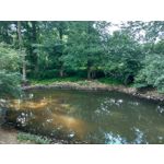 Zdjęcia użytkowników Asus ZenFone 5