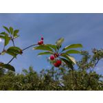 Zdjęcia użytkowników Asus ZenFone 5