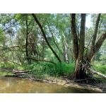 Zdjęcia użytkowników Asus ZenFone 5