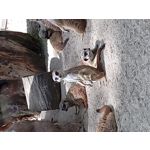 Zdjęcia użytkowników Asus ZenFone 5Z ZS620KL